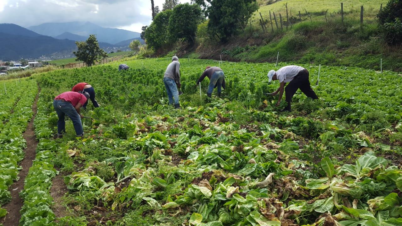 Productores de Constanza denuncian crisis por importaciones, altos costos y deudas