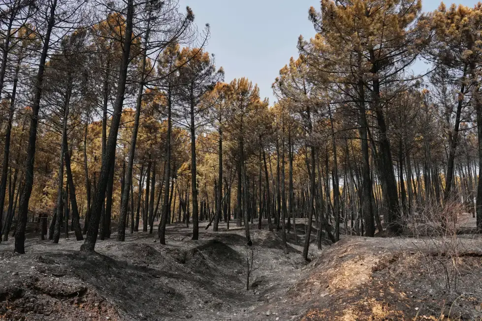 Bomberos combaten uno de los mayores incendios de España durante ola de calor en el Mediterráneo