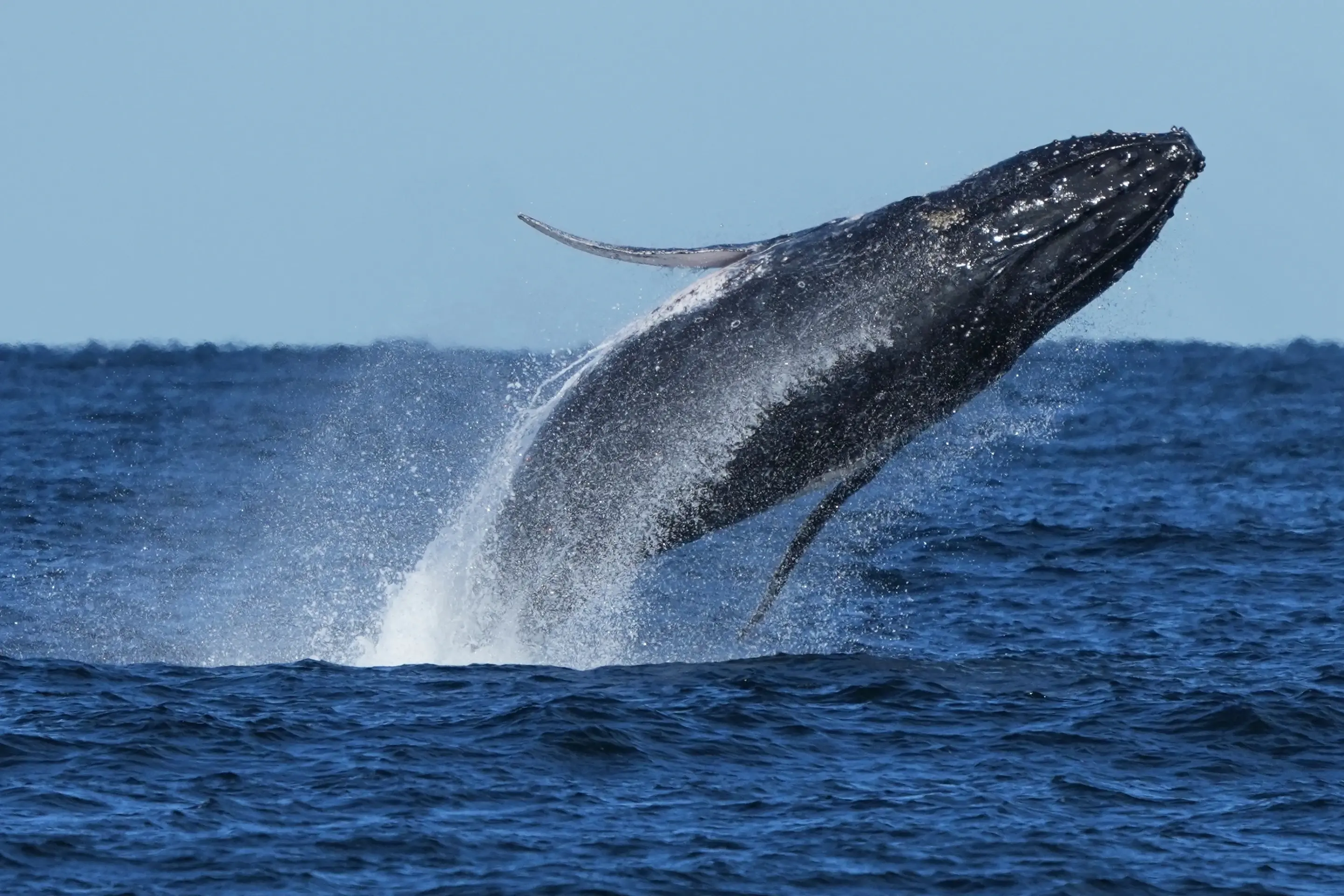 Las manadas de ballenas se recuperan de la caza, pero enfrentan una amenaza por la guerra con Irán