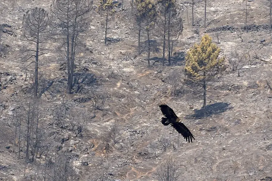 El fuego da tregua: buena evolución en los incendios de Ávila, Madrid, Toledo y Castellón