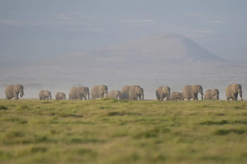 Autoridades investigan la muerte de 15 elefantes en un parque nacional de Kenia