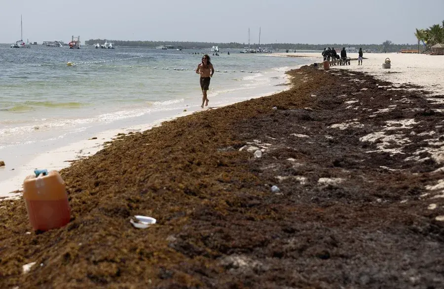 Expertos del BID plantean convertir la crisis del sargazo en una industria rentable para el Caribe