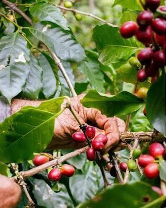 Caficultores advierten sobre catástrofe económica por sequía, exigen declaratoria de emergencia nacional