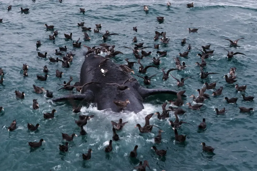 Investigan muerte inusual de crías de ballena en Argentina; bacterias y ataques de gaviotas, entre las hipótesis