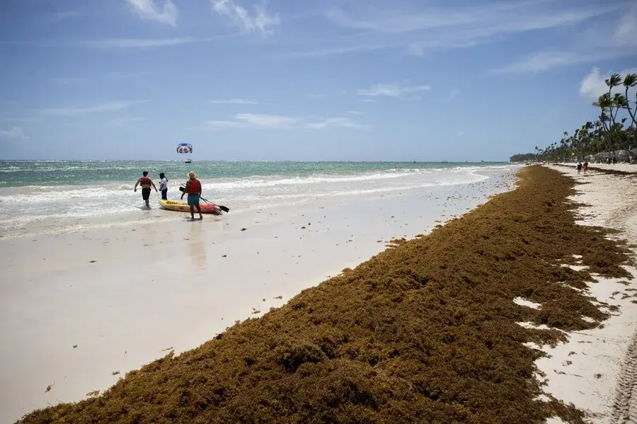 Destinarán US$6.3 millones a financiar proyectos de manejo y aprovechamiento del sargazo en República Dominicana