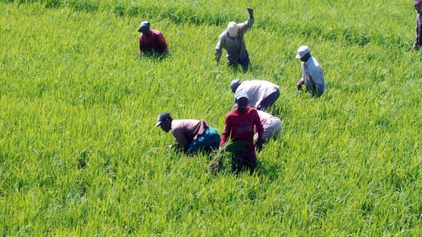 Arroz dominicano reduce brecha frente a Estados Unidos, aunque mantiene mayor costo por tonelada