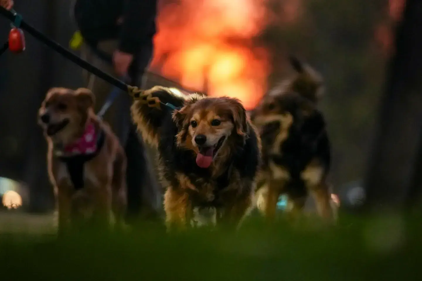 Chile se convierte en el primer país sudamericano en eliminar la rabia humana transmitida por perros