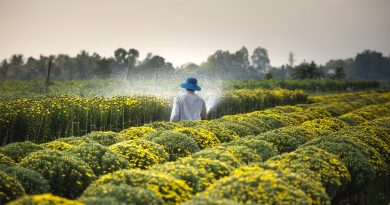 man wearing blue hat spraying yellow flowers on field