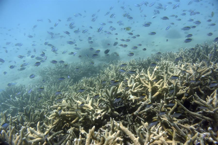 Expertos piden declarar la Gran Barrera de Coral como patrimonio en peligro